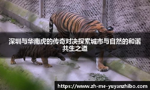 雨燕体育直播官方网站